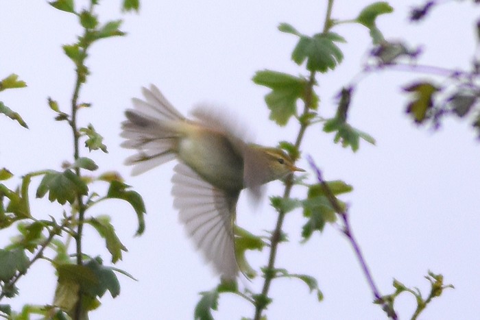 Greenish Warbler