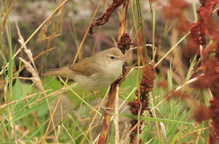 Blyth's Reed Warbler