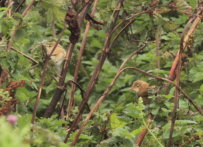 Blyth's Reed Warbler