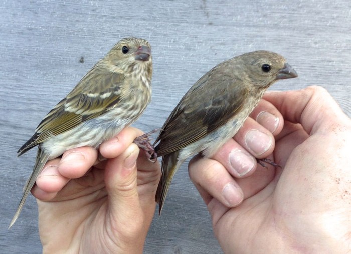 Common Rosefinch