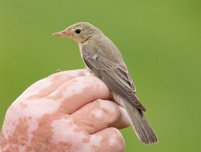 Icterine Warbler