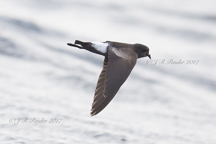 Wilson's Petrel