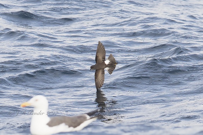 Wilson's Petrel