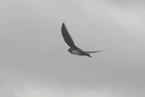 Alpine Swift