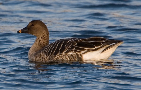 Tundra Bean Goose