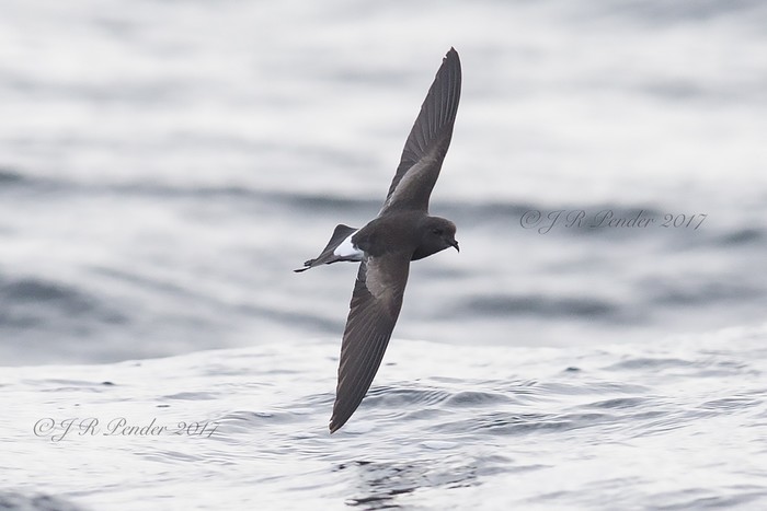 Wilson's Petrel