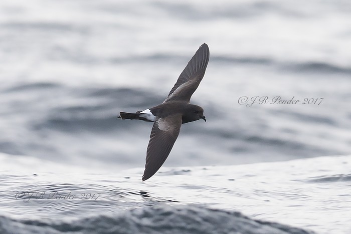 Wilson's Petrel