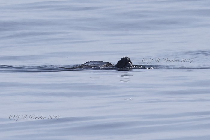 Leatherback Turtle