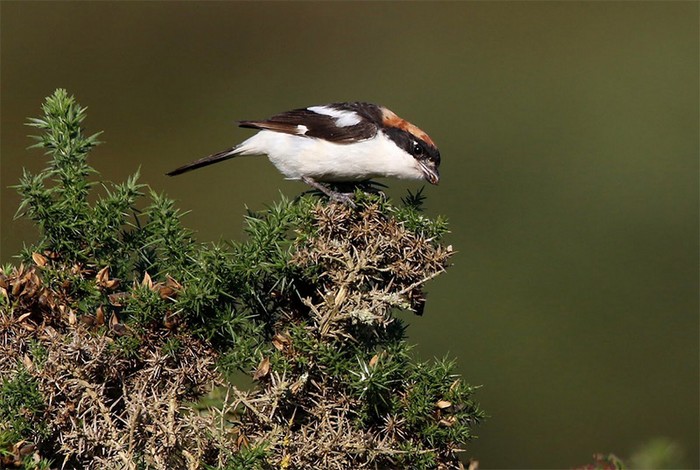Woodchat Shrike