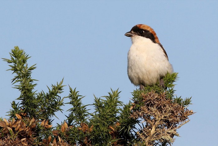Woodchat Shrike