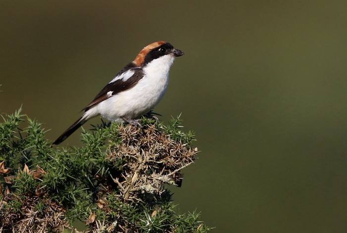 Woodchat Shrike