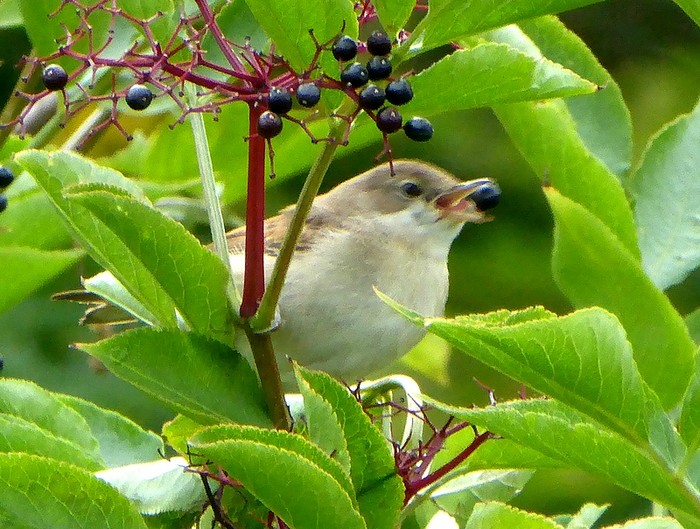 Whitethroat