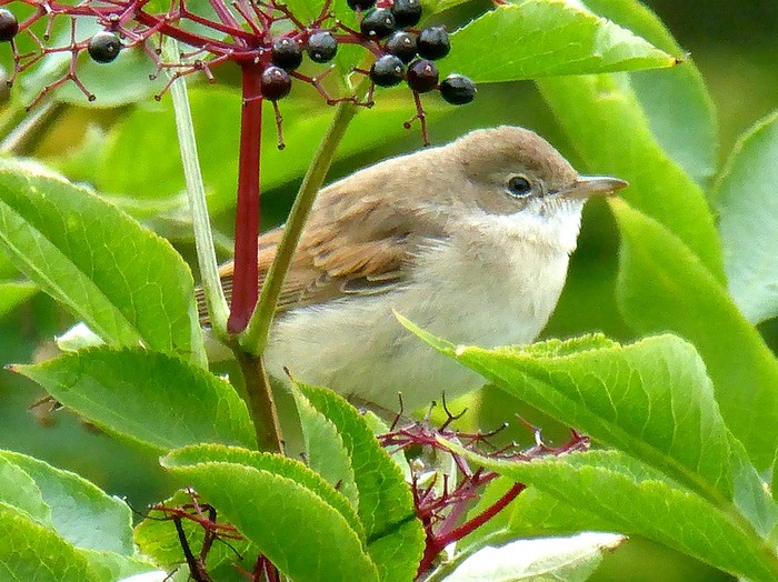 Whitethroat
