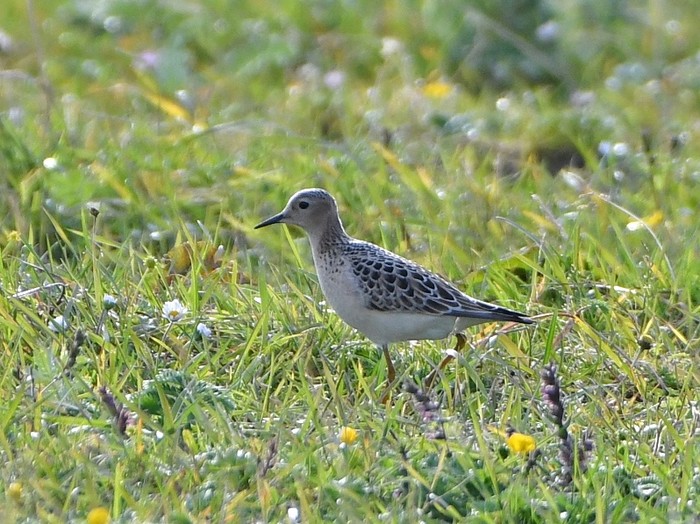 Buff-breasted Sandpiper