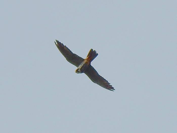 Hobby