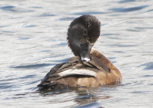 Ring-necked Duck