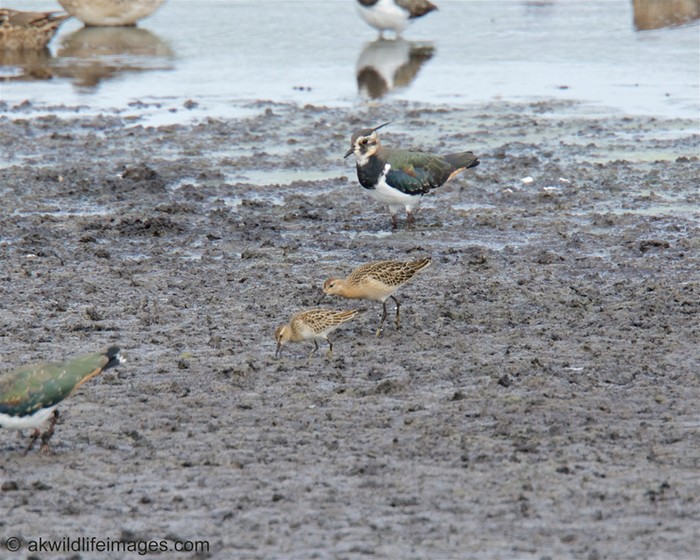 Pectoral Sandpiper