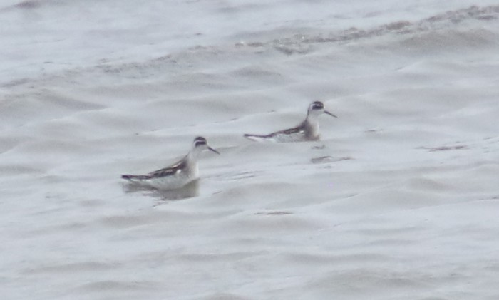 Red-necked Phalarope