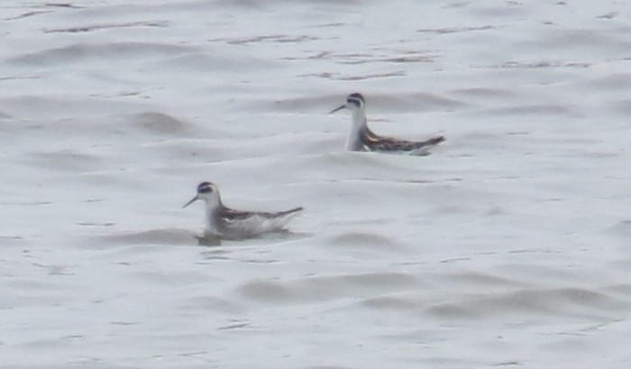 Red-necked Phalarope
