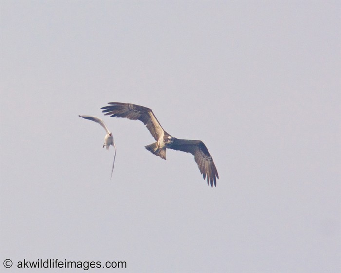 Osprey