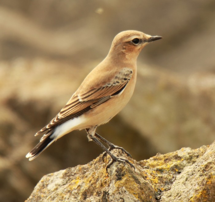 Wheatear