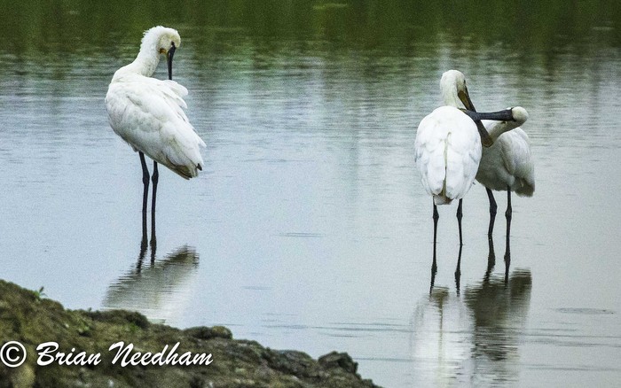 Spoonbill