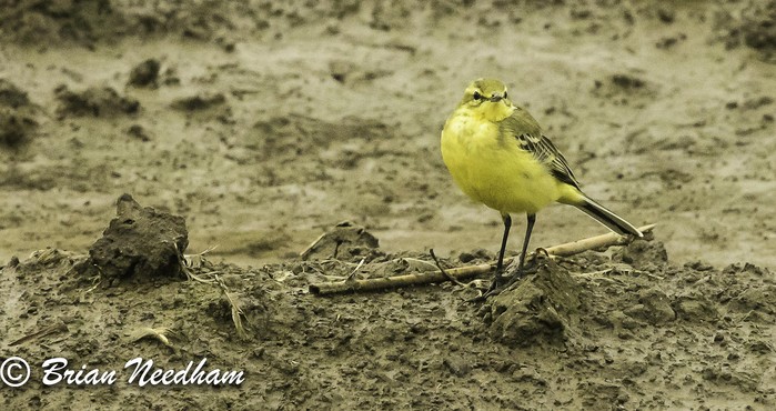 Yellow Wagtail