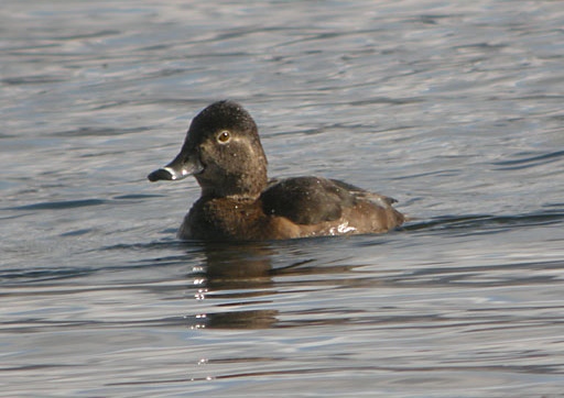Ring-necked Duck