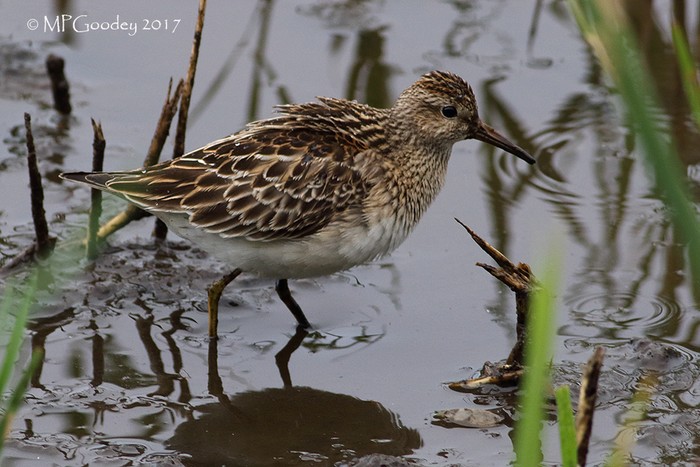 Pectoral Sandpiper
