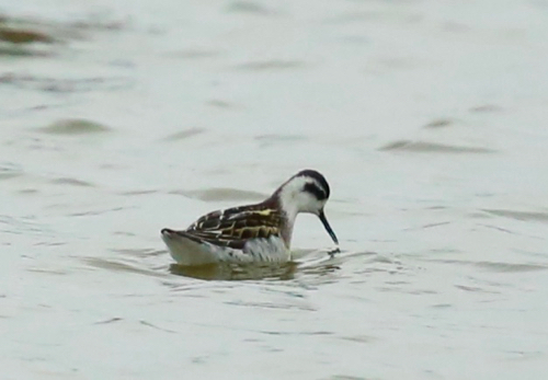 Red-necked Phalarope