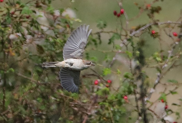 Woodchat Shrike