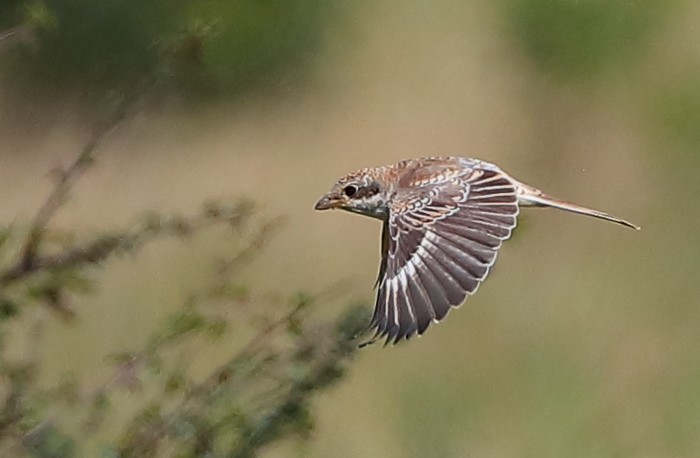 Woodchat Shrike