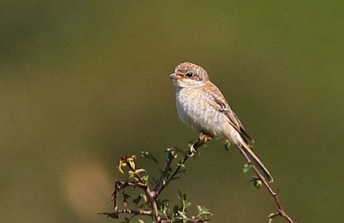 Woodchat Shrike