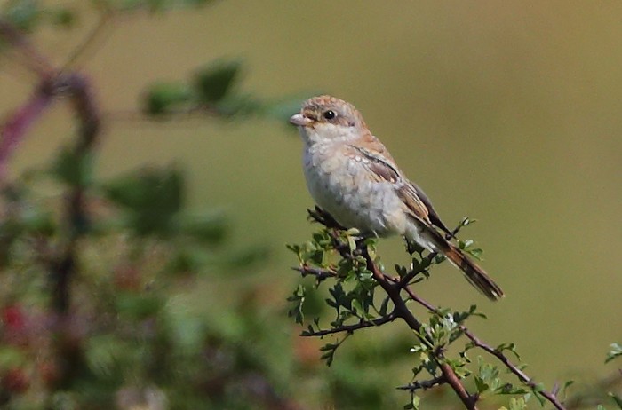 Woodchat Shrike
