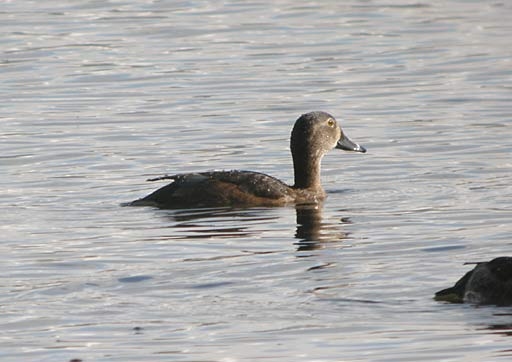 Ring-necked Duck