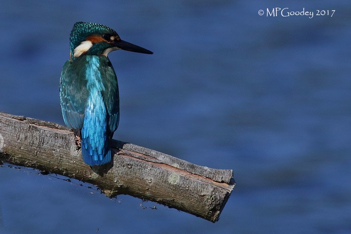 Kingfisher