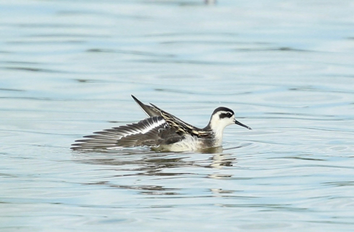 Red-necked Phalarope