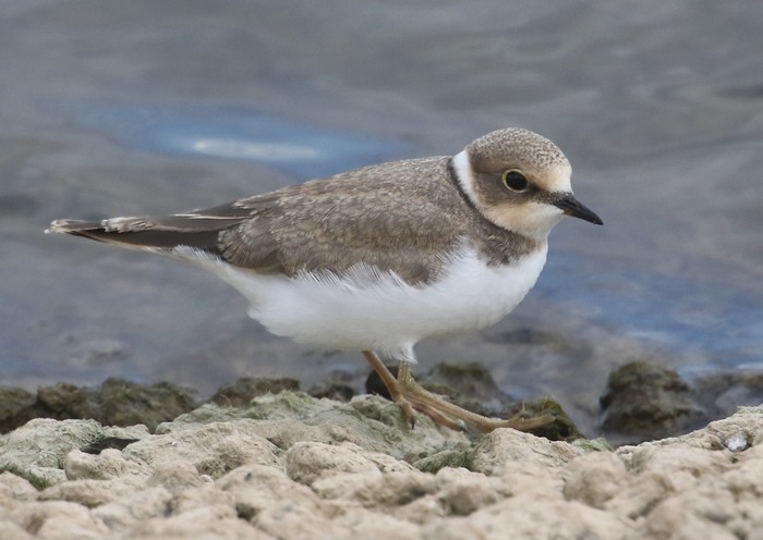 Little Ringed Plover