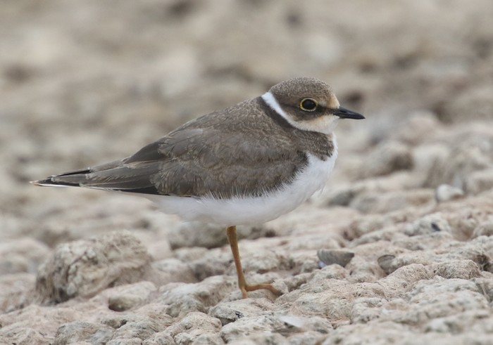 Little Ringed Plover