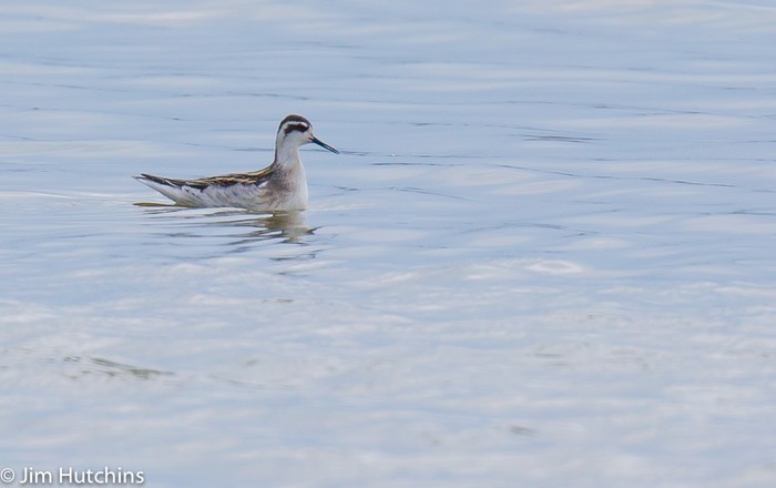 Red-necked Phalarope
