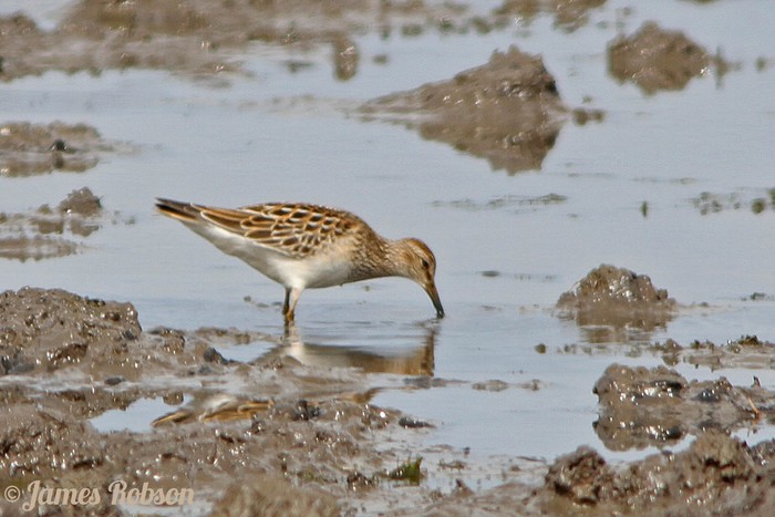 Pectoral Sandpiper