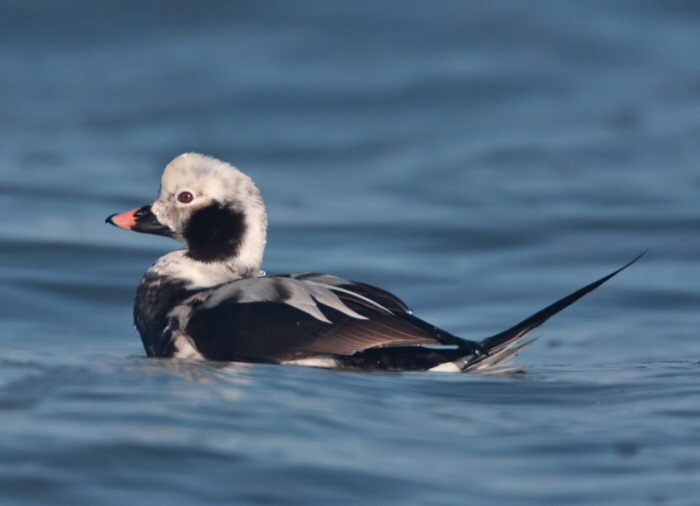 Long-tailed Duck
