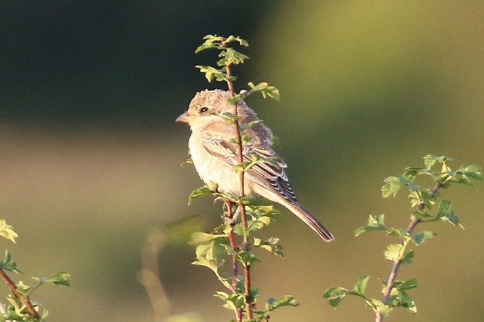 Woodchat Shrike