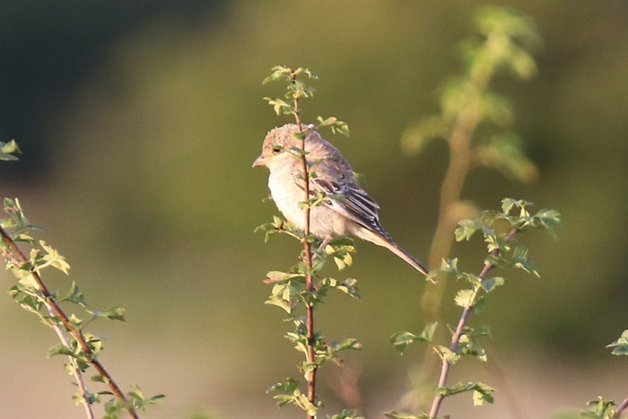 Woodchat Shrike