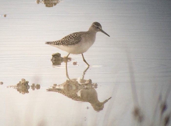 Wood Sandpiper
