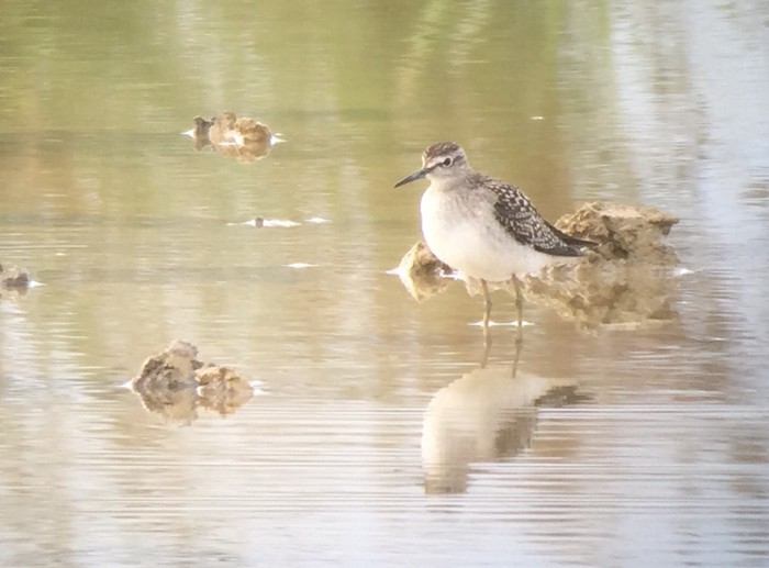 Wood Sandpiper