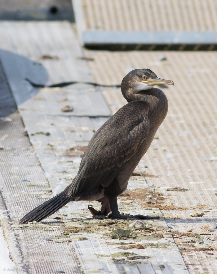 Shag