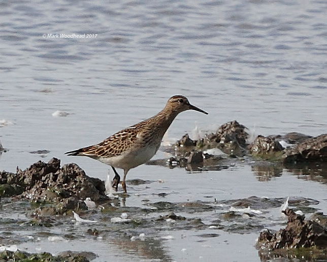Pectoral Sandpiper