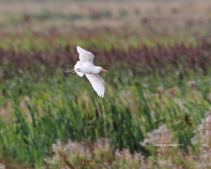 Cattle Egret