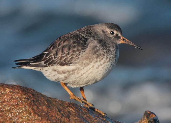Purple Sandpiper